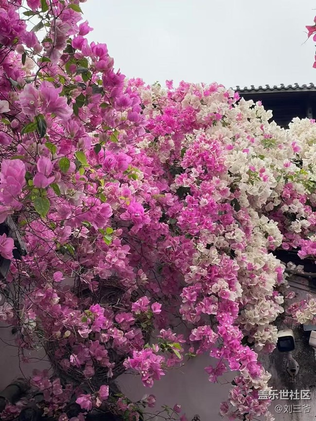 【春花浪漫】古建繁花，詩意流淌
