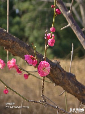 梅綻粉靨映春妍