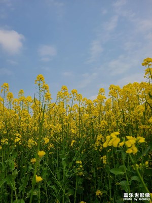 【拍有細(xì)節(jié)】+金黃菜花