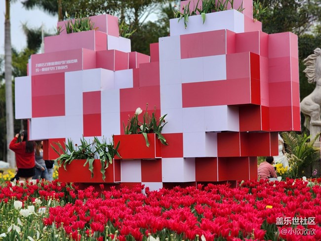 【春花浪漫】春日的郁金香