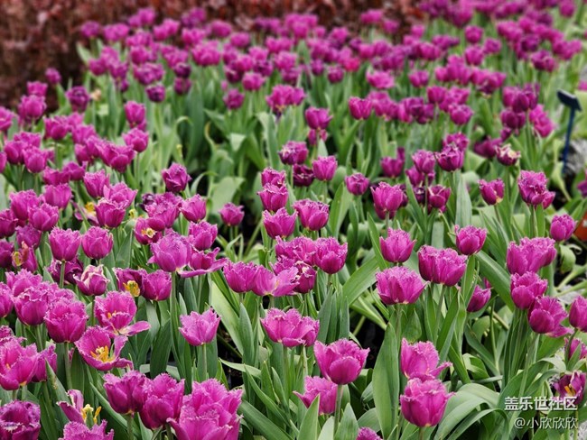 【春花浪漫】春日的郁金香