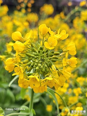 【拍有細(xì)節(jié)】+春花爛漫