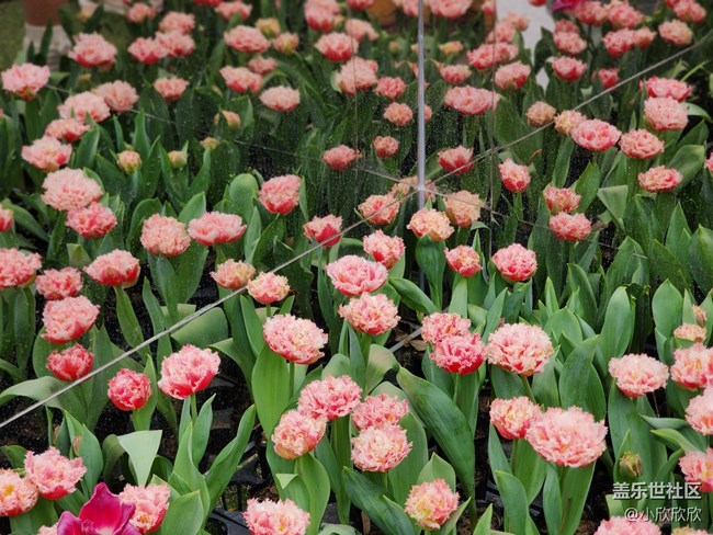 【春花浪漫】春日的郁金香