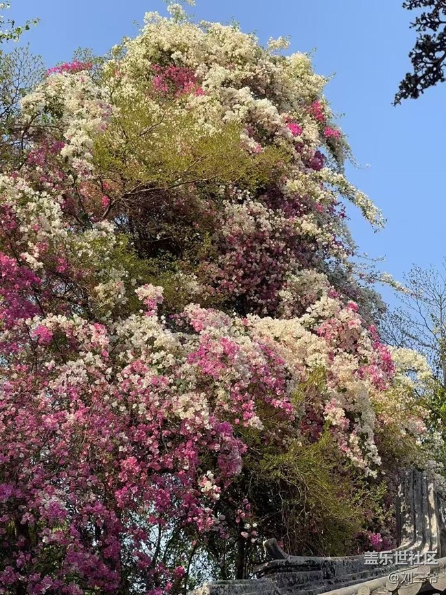【春花浪漫】古建繁花，詩意流淌