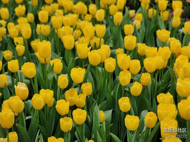 【春花浪漫】春日的郁金香