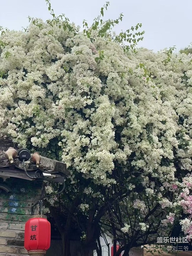 【春花浪漫】古建繁花，詩意流淌