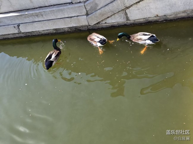 【春日序曲】帝都水暖鴨先知