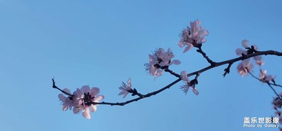 花有重開日，人無再少年。