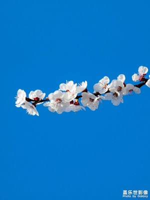 【拍有細(xì)節(jié)】杏花