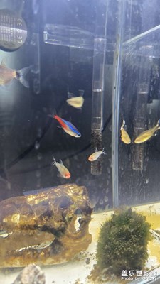 【春之夜】小魚缸