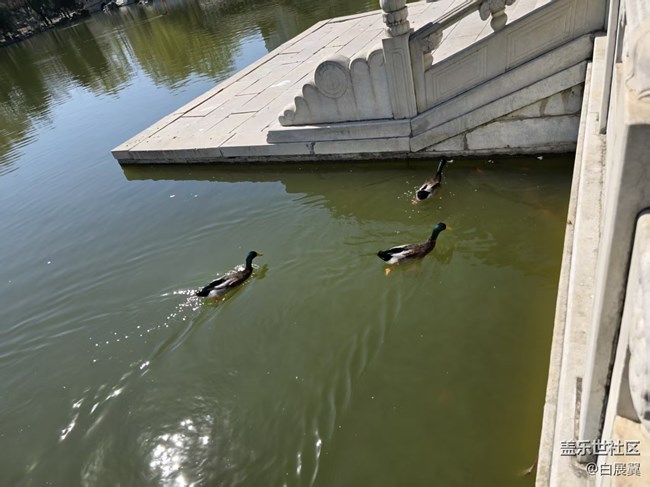 【春日序曲】帝都水暖鴨先知
