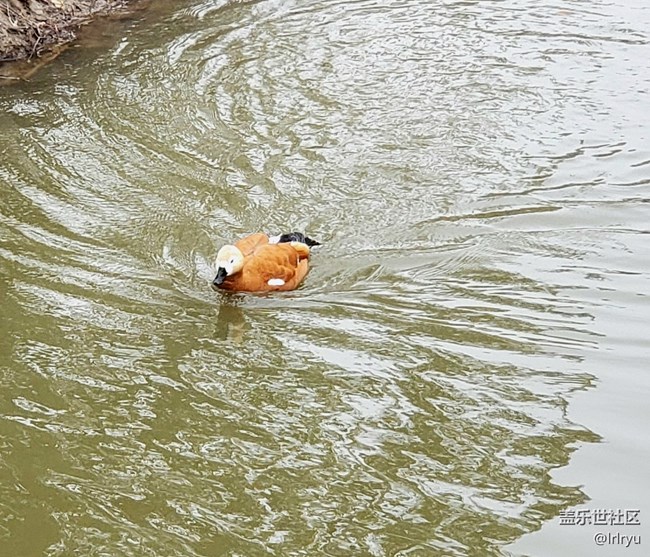 【春暖蓉城 定格美好】+水暖鴨先知