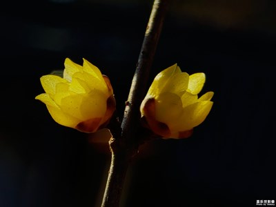 【拍有細節(jié)】微距下的臘梅