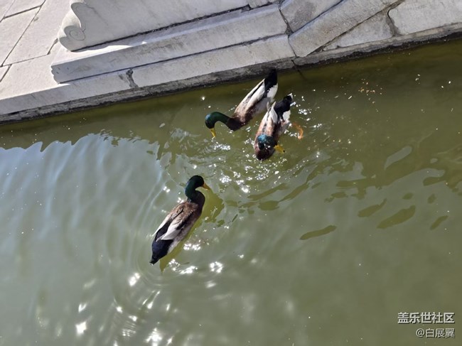 【春日序曲】帝都水暖鴨先知