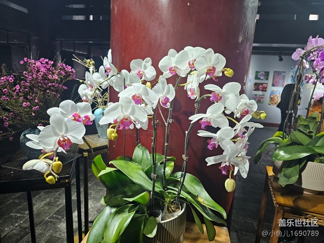 【春日序曲】賞花