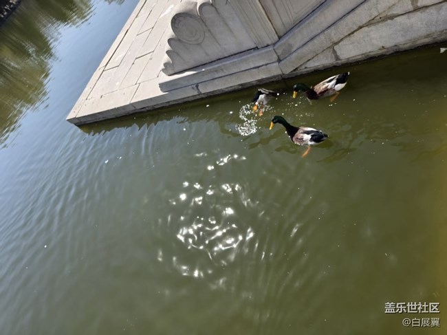 【春日序曲】帝都水暖鴨先知