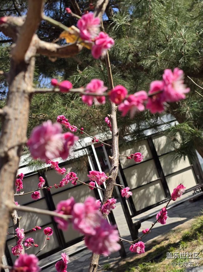 【春日序曲】桃紅柳綠春來到