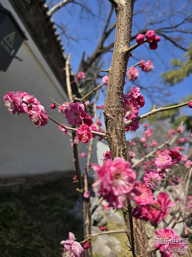 【春日序曲】桃紅柳綠春來到