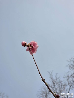 【拍有細(xì)節(jié)】桃花