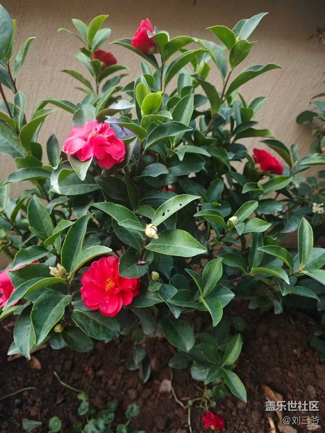 【時(shí)間在此刻靜止】春日植綠，邂逅花開