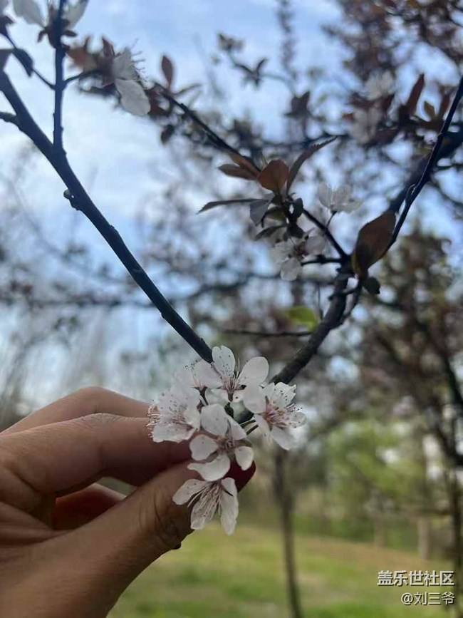 【廣州的花花們】春日漫步，詩(shī)意隨行