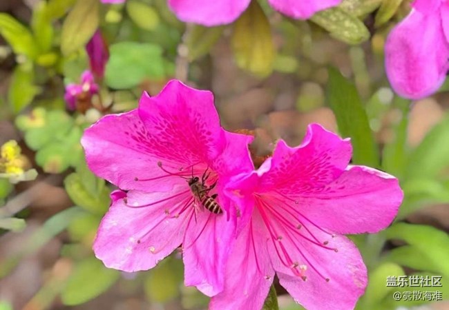 【廣州的花花們】美好春天