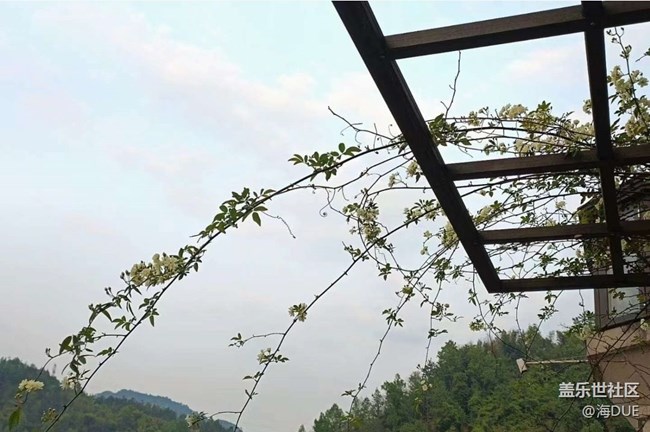 【春日尋花】木香花