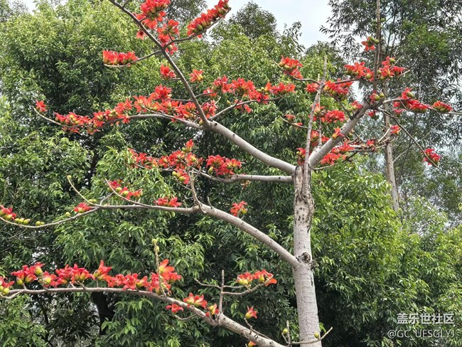 【廣州的花花們】邂逅繁花，共赴春光