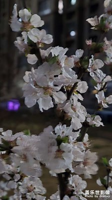 【春之夜】桃花開(kāi)了