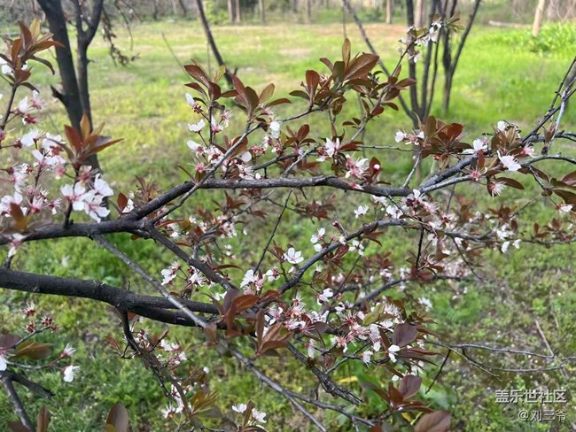 【廣州的花花們】春日漫步，詩(shī)意隨行