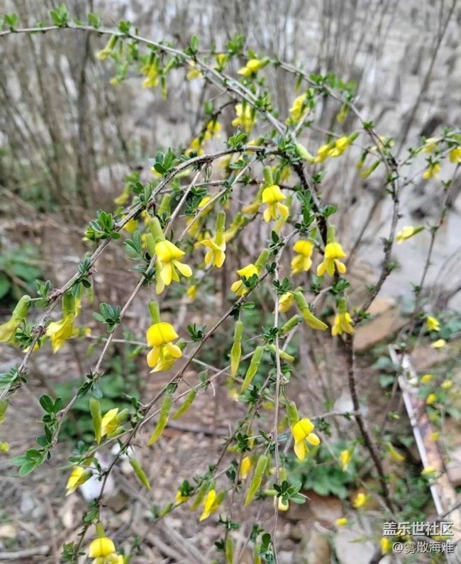 【廣州的花花們】美好春天