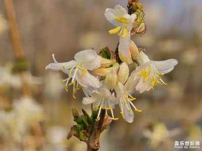 【拍有細節(jié)】枝頭的花兒