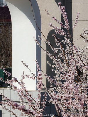 【拍有細(xì)節(jié)】GalaxyS22Ultra 春