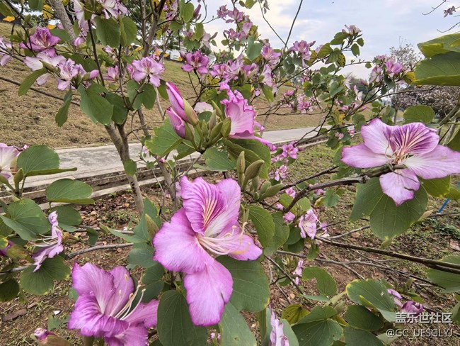 【廣州的花花們】邂逅繁花，共赴春光