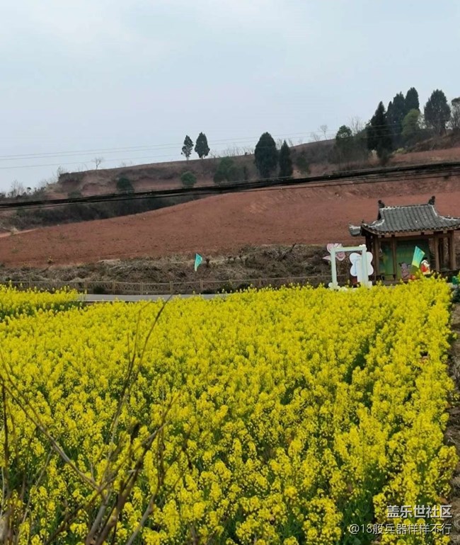 【廣州的花花們】滿園菜花香