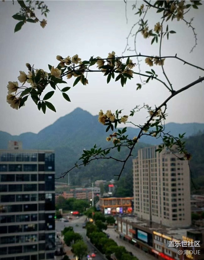 【春日尋花】木香花