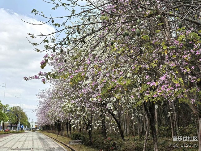 【廣州的花花們】邂逅繁花，共赴春光