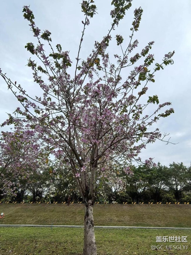 【廣州的花花們】邂逅繁花，共赴春光
