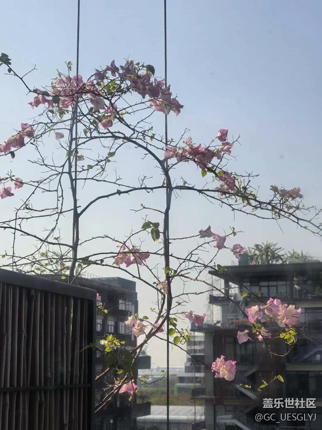 【廣州的花花們】邂逅繁花，共赴春光