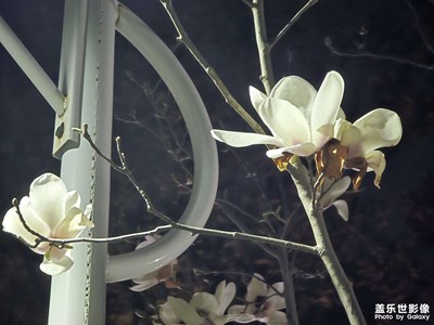 【拍有細節(jié)】+拍有春花