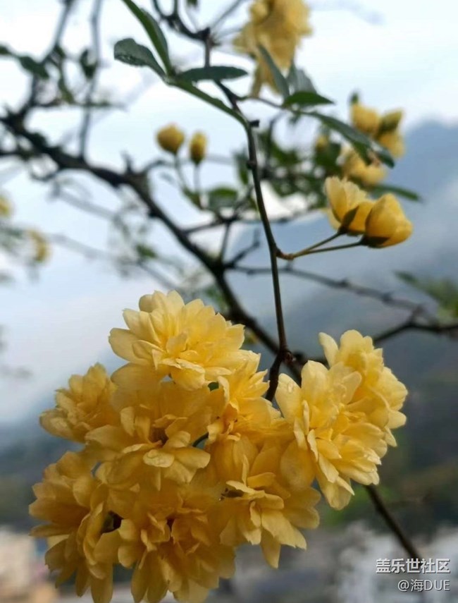 【春日尋花】木香花