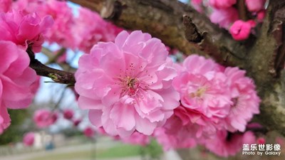 【拍有細(xì)節(jié)】+梅花綻放