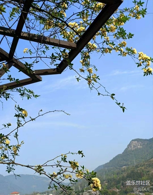 【春日尋花】木香花