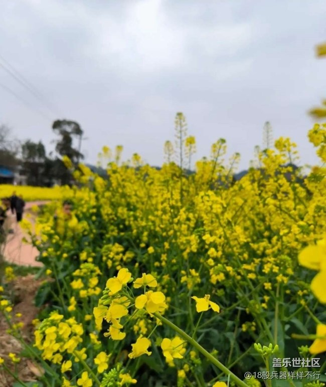 【廣州的花花們】滿園菜花香