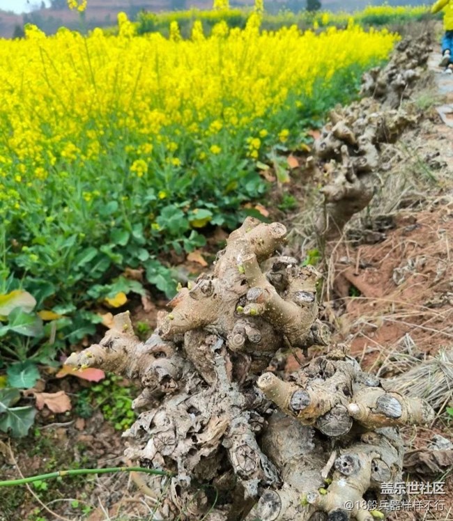 【廣州的花花們】滿園菜花香