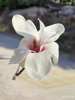 風(fēng)過處，清姿獨(dú)綻，盡抒一闋清婉