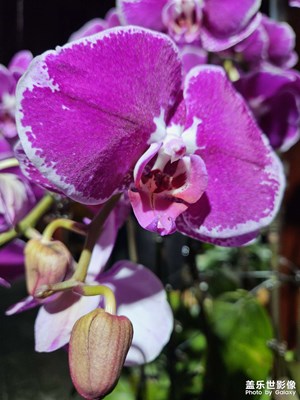 【拍有細(xì)節(jié)】春季賞花