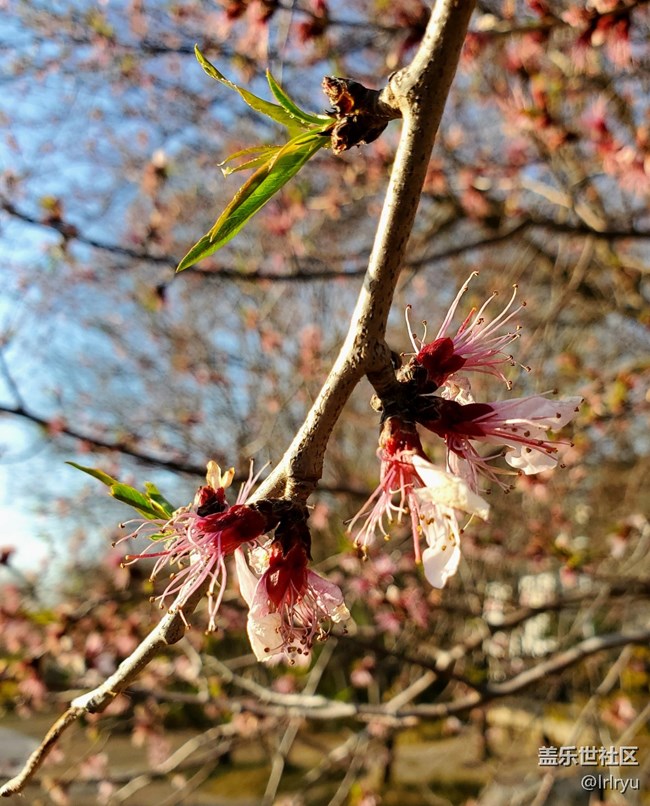 #煙花三月——花兒初開
