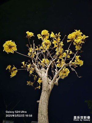 【春之夜】散步隨拍