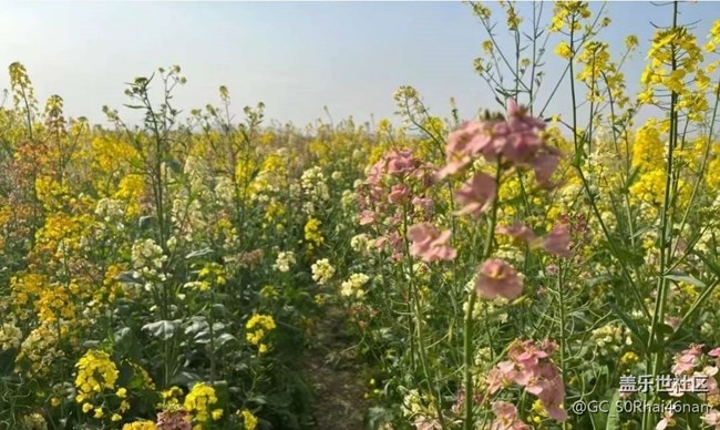 【春日尋花】花開